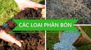 Read more about the article Kinh doanh cửa hàng phân bón hiệu quả nhờ vào bí quyết kinh doanh nào sau đây ?